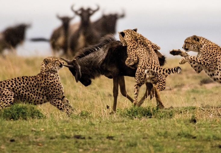 5 Days Tanzania Classic Safari